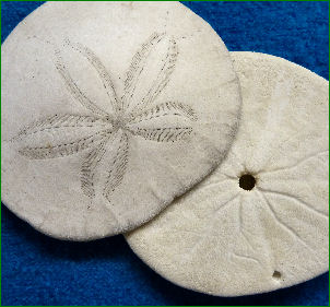 western sand dollar front and back